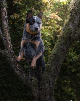 Ozzie - Foto 4