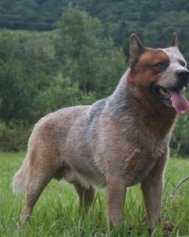 Zagor  - Foto 3