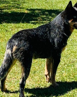 Sansa - Foto 1