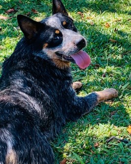 Sansa - Foto 5