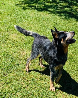 Sansa - Foto 3