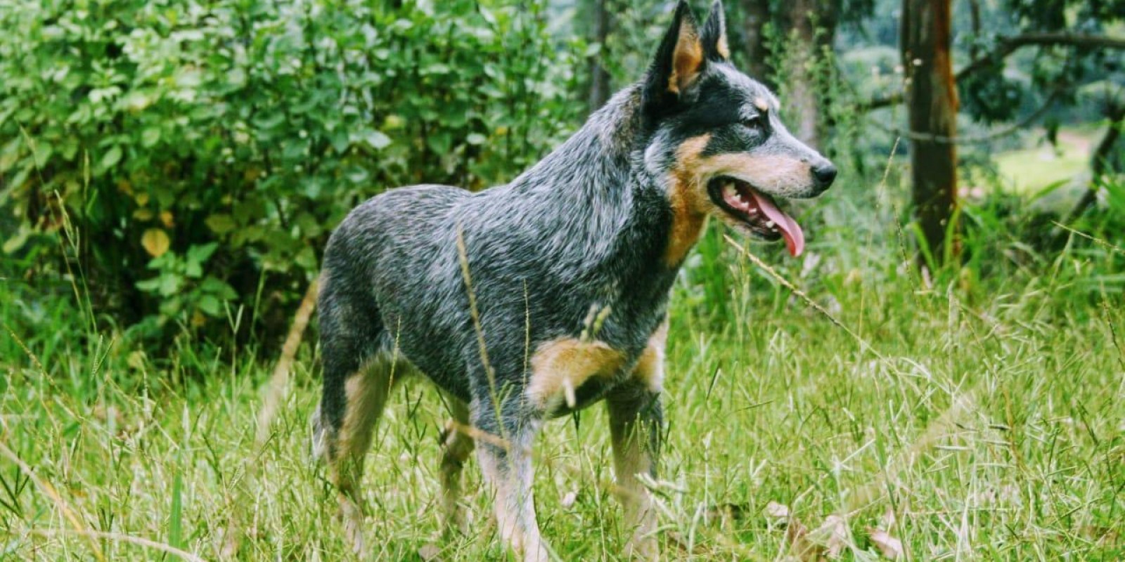 Lua