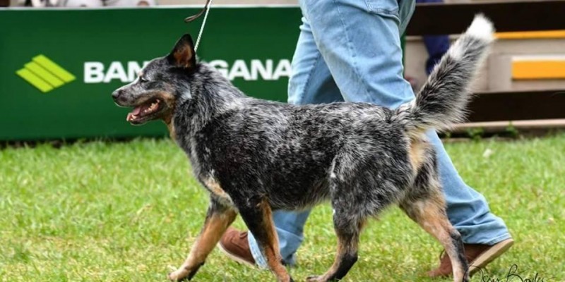 Apache. Um filhote de nossa criação importado para Bolívia. Apache. Um filhote de nossa criação importado para Bolívia.