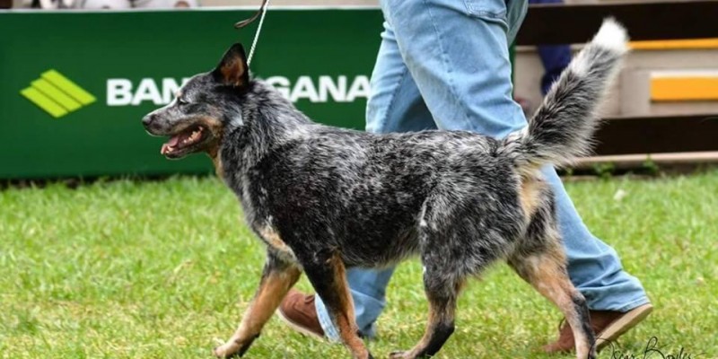 Apache. Um filhote de nossa criação importado para Bolívia.